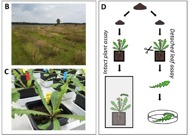 nature子刊食叶昆虫微生物群落来源于土壤而不是取食植物