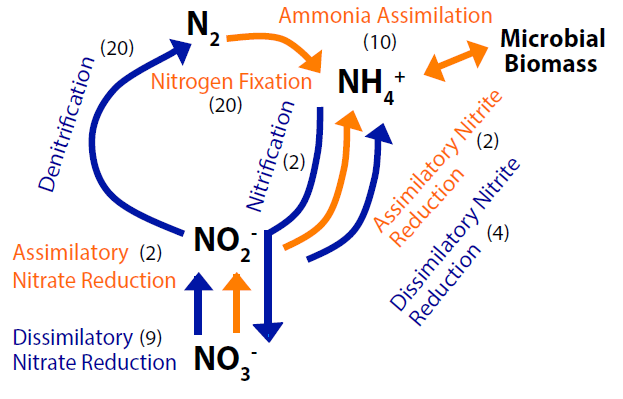 pnas:土壤氮循环微生物功能特征的全球生物地理学