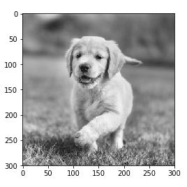 用 pytorch 理解卷积网络