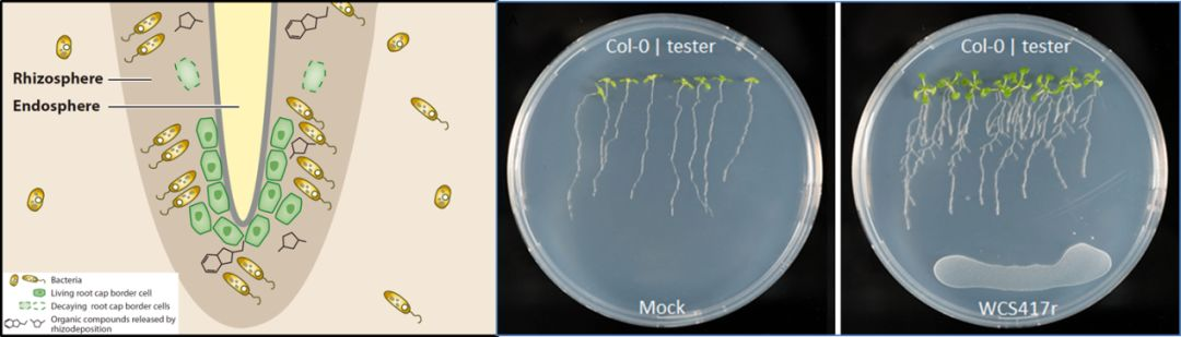 Pnas 根际植保素合成调控细菌对植物的促生长作用 刘永鑫的博客 宏基因组公众号 Csdn博客