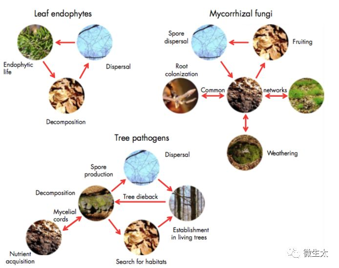 综述森林微生物组多样性复杂性和动态变化if113