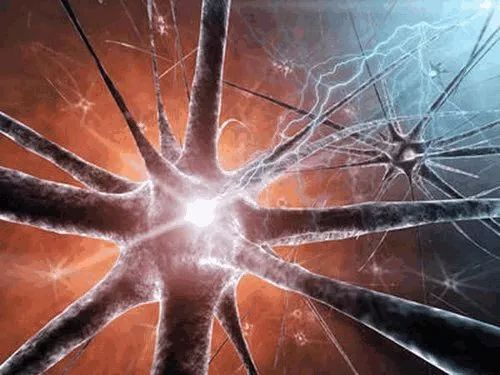 一个人越聪明他大脑皮层神经元之间的联系就越少-CSDN博客