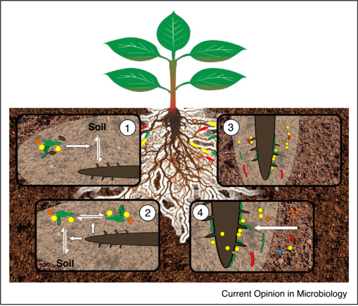 土壤微生物示意图图片