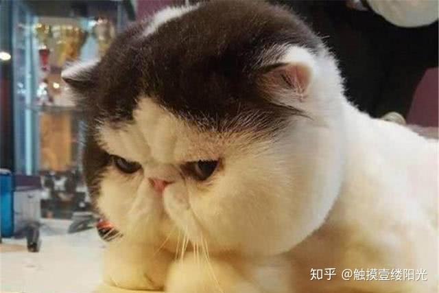 python划分训练集、验证集和测试集