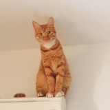 我家的橘猫1