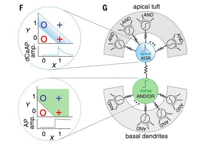 人工神经网络太简陋了，《Science》新作揭露，神经元树突也隐含计算能力